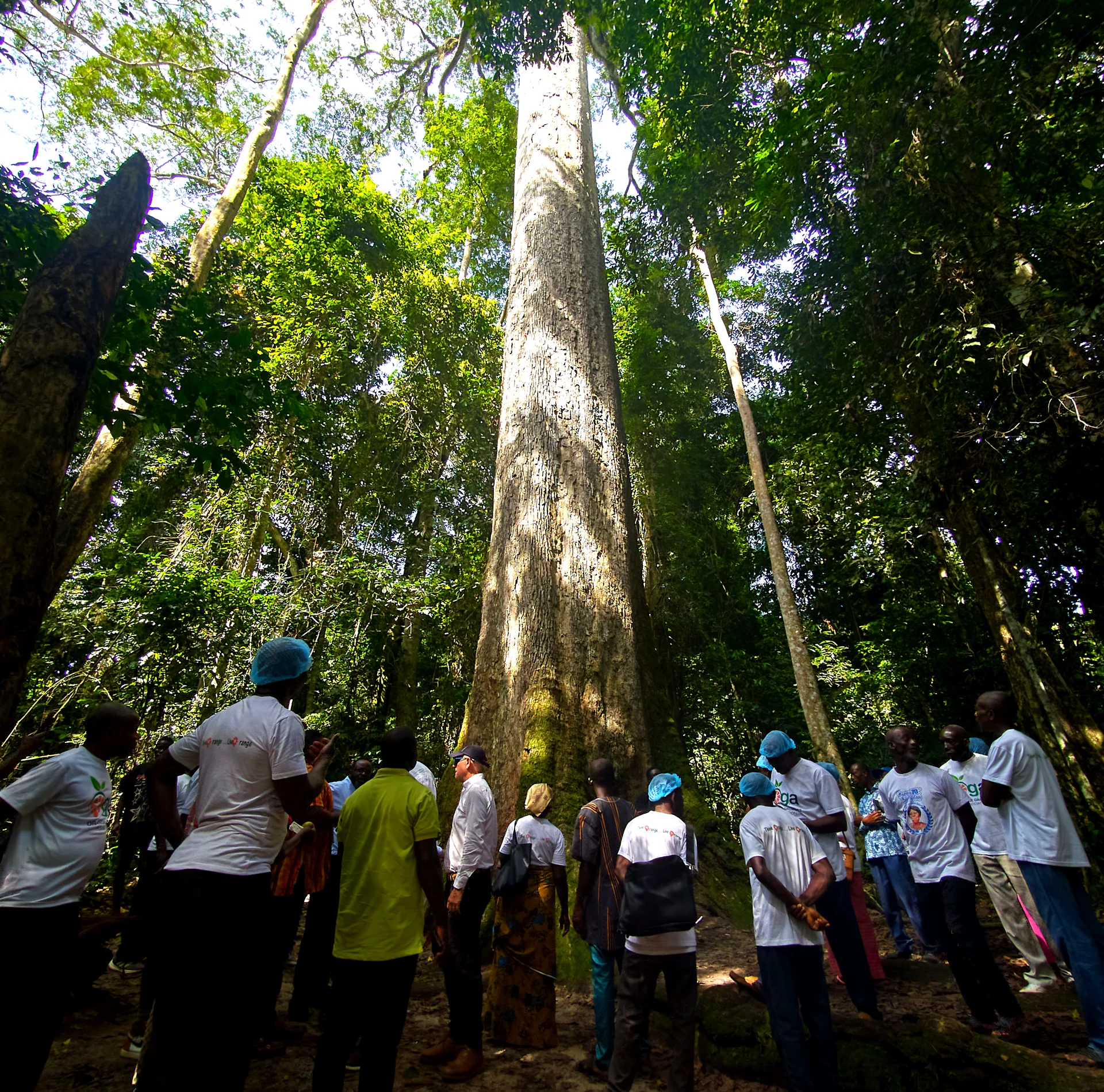 Visitors look up at the Big Tree, a giant of the forest.
