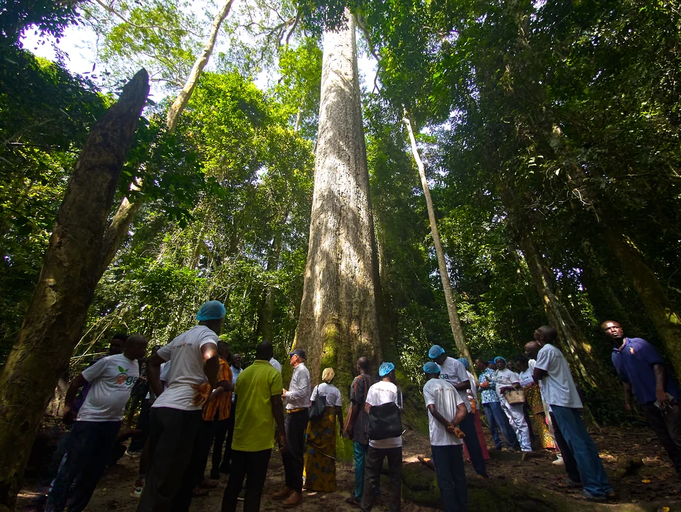 Visitors look up at the Big Tree in the forest.