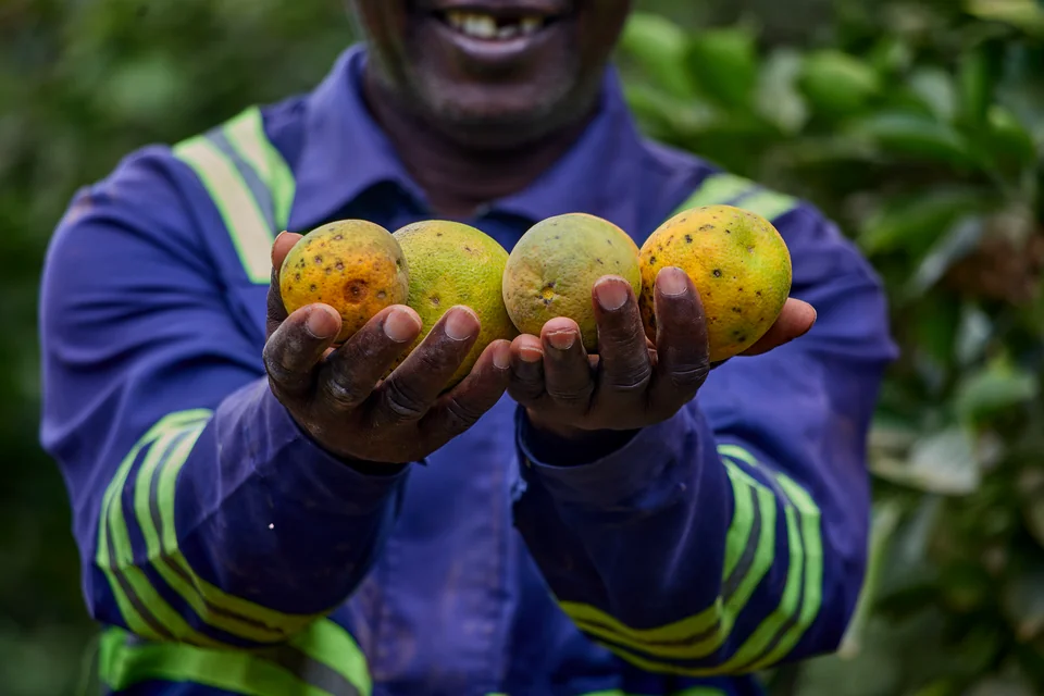 A grower holds four oranges in his hands.