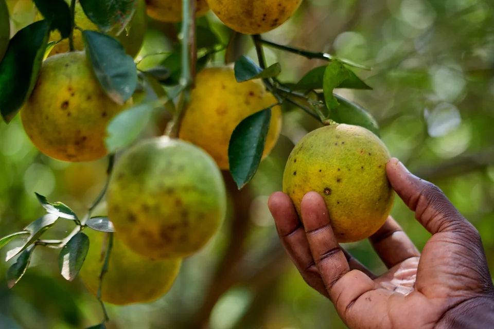 A hand holds an orange beside fruit on the branch.