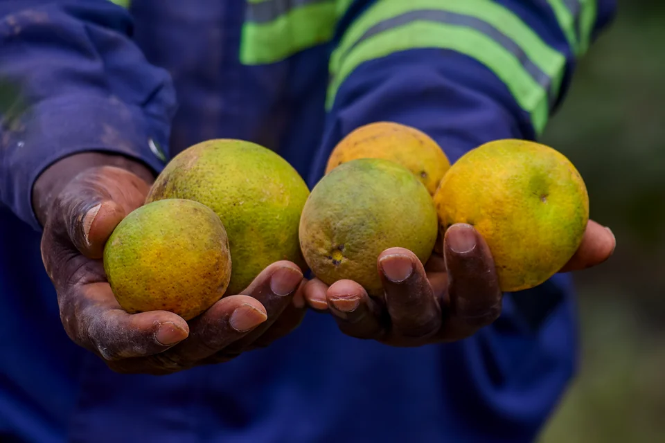 Four oranges held in two hands.