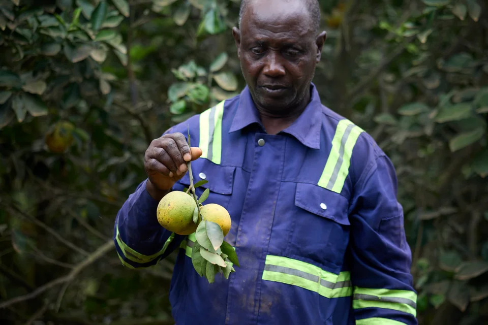 A grower holds an orange with its leaves.