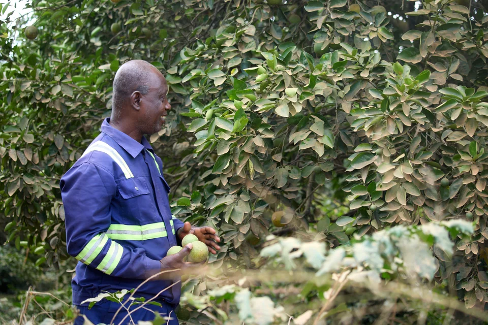 A grower in overalls stands among orange trees, an orange in his hand.