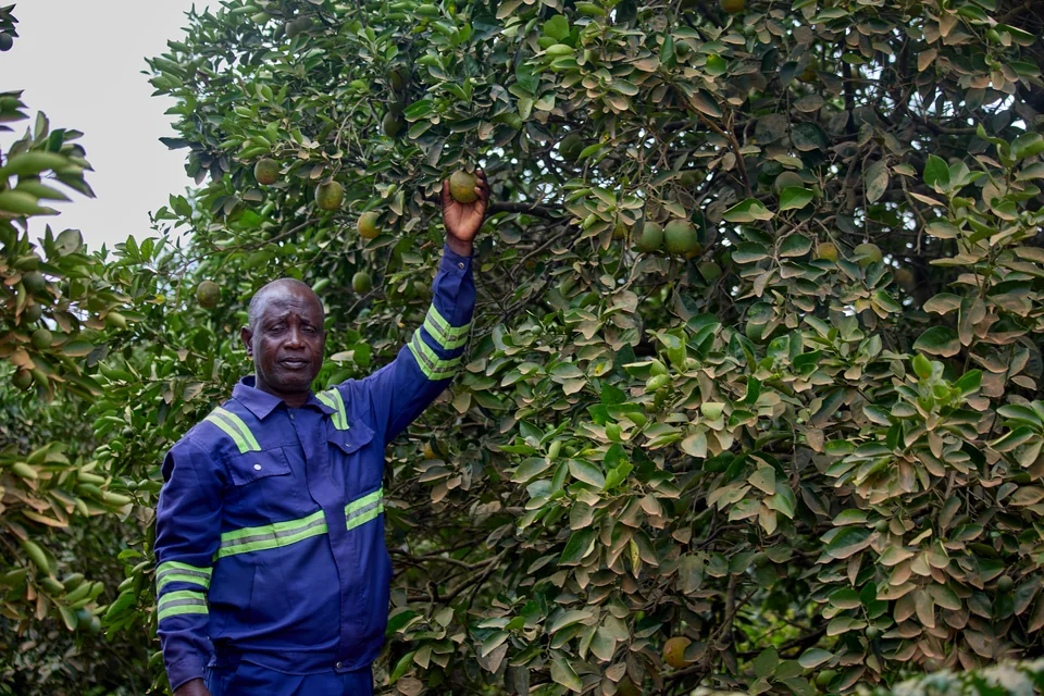 A grower in blue overalls reaches up into an orange tree.