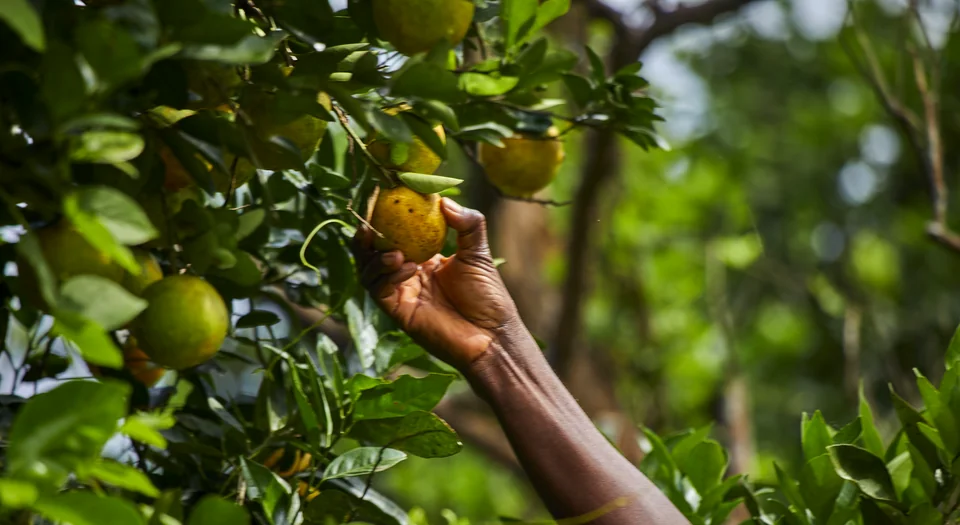 A hand reaches up to an orange on the branch.