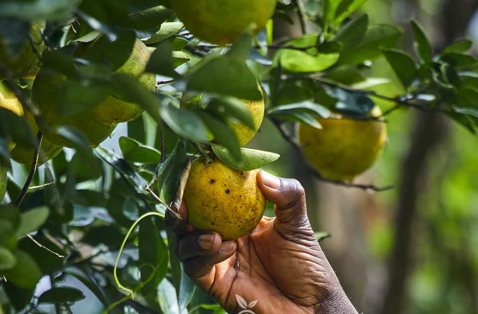 A hand holds an orange on the branch.