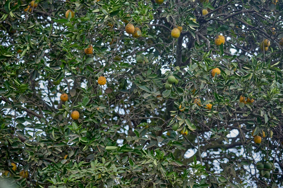 Oranges ripening on a tree.