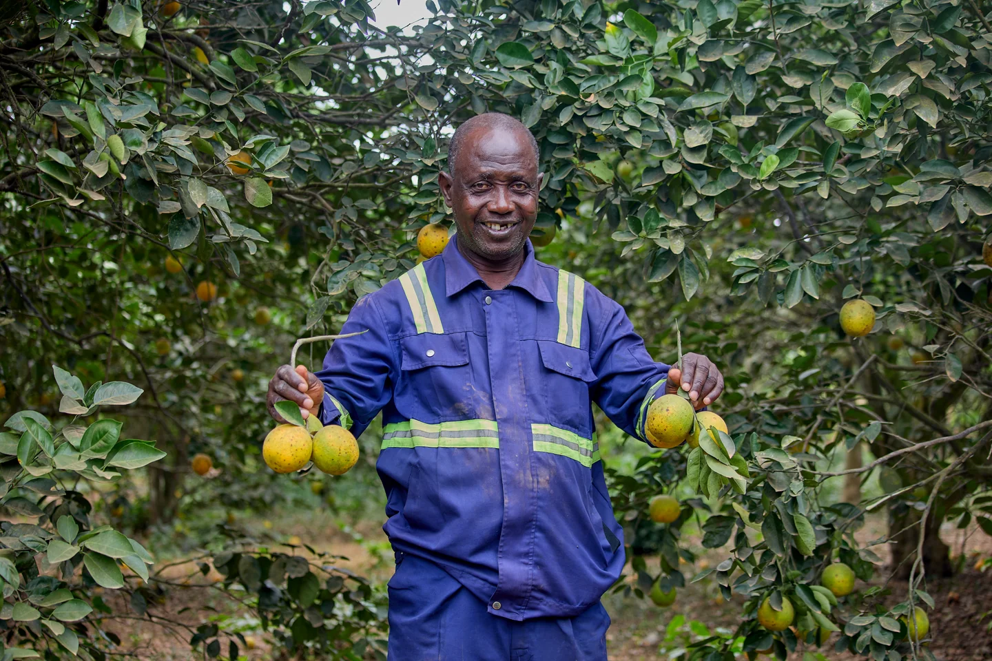 A grower stands among his orange trees, an orange in each hand.