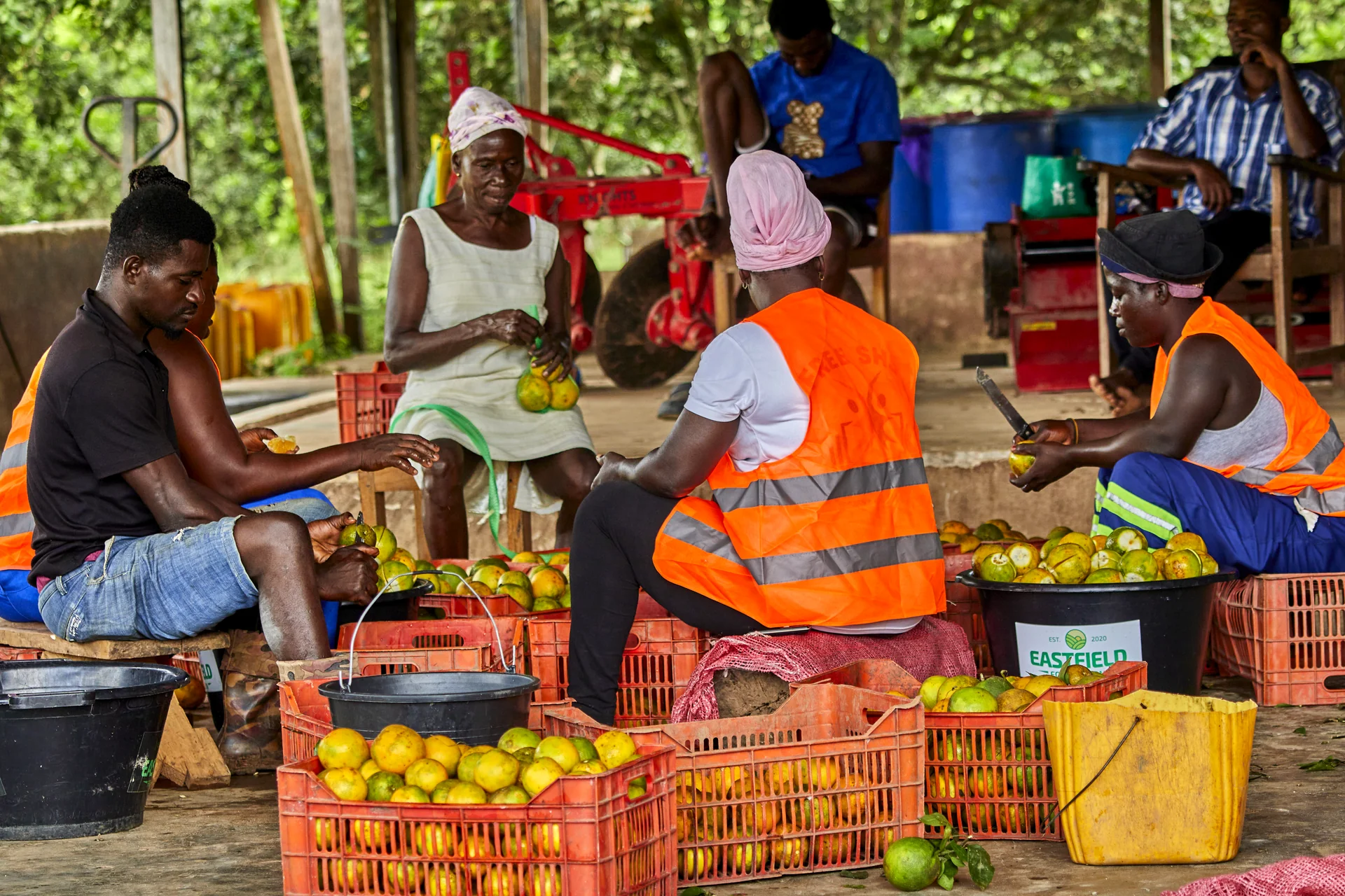Packers sort oranges into crates under a packing shed.